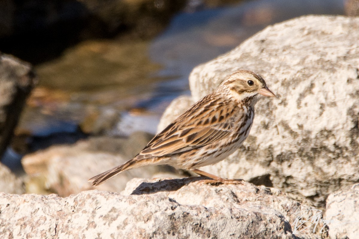 Savannah Sparrow - ML87398841