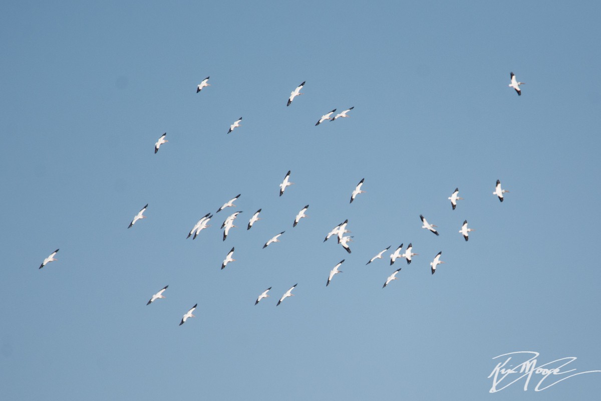 American White Pelican - ML87398991