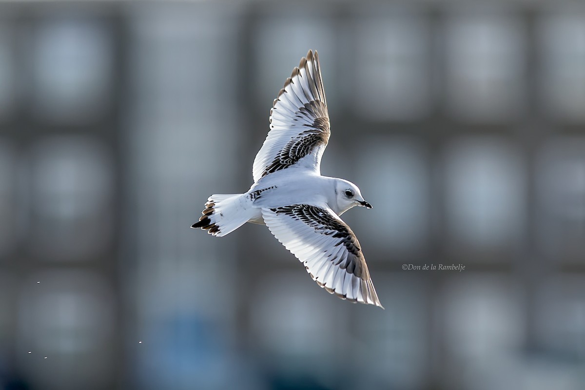 Ross's Gull - ML87401471