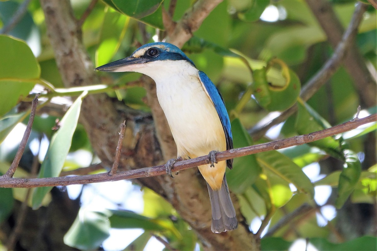 Pacific Kingfisher - ML87402291