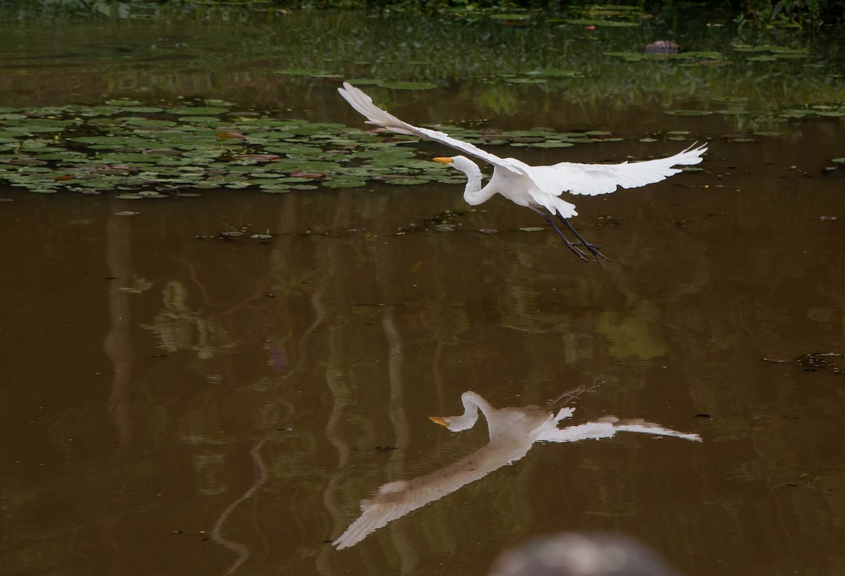 Great Egret - ML87404101