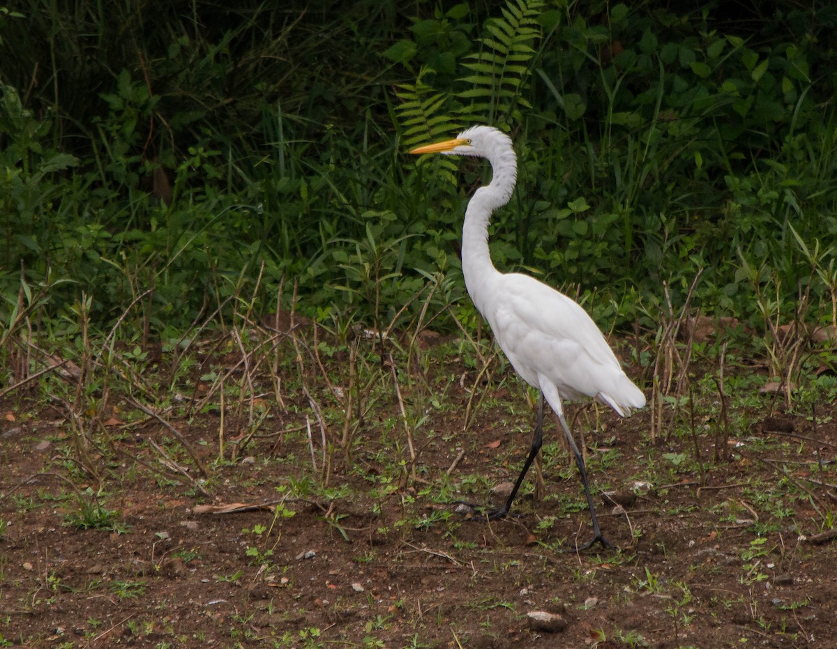 Great Egret - ML87404111