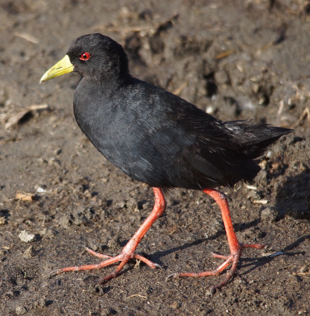 Polluela Negra Africana - ML87404201