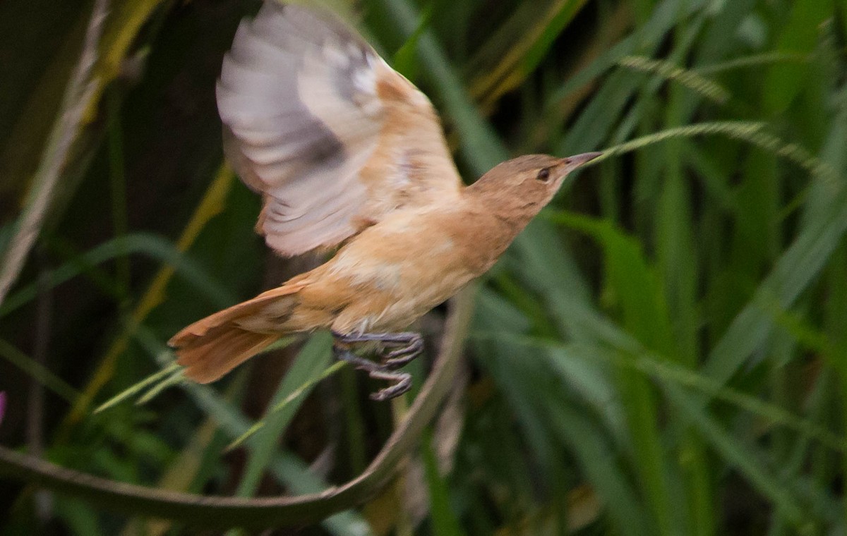 Rufous Hornero - ML87404211