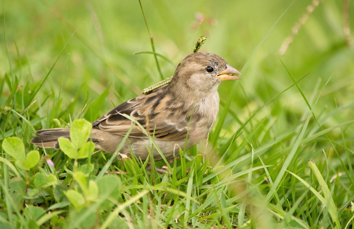 House Sparrow - ML87404411