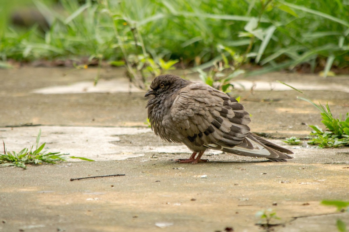 Rock Pigeon (Feral Pigeon) - ML87404451