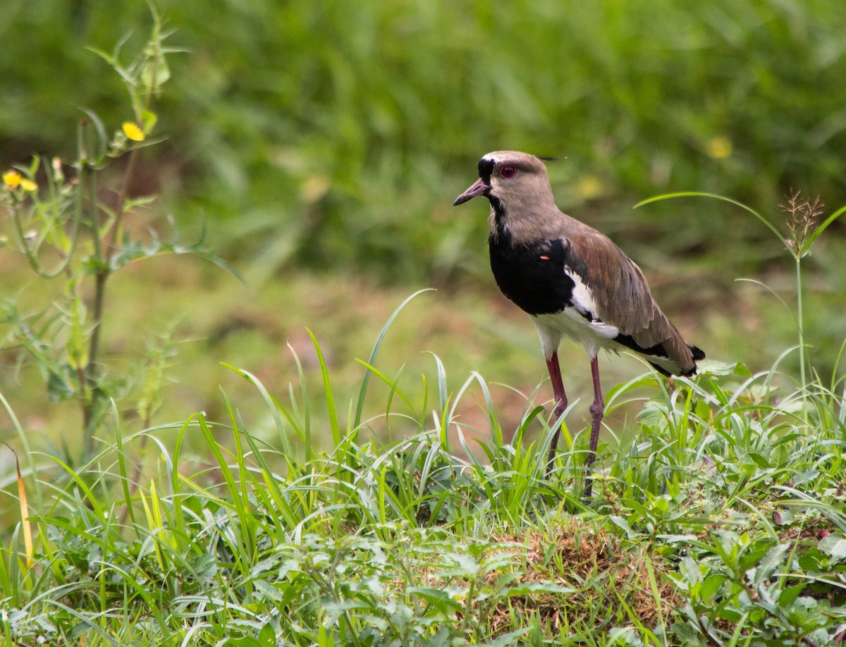 Southern Lapwing - ML87404501