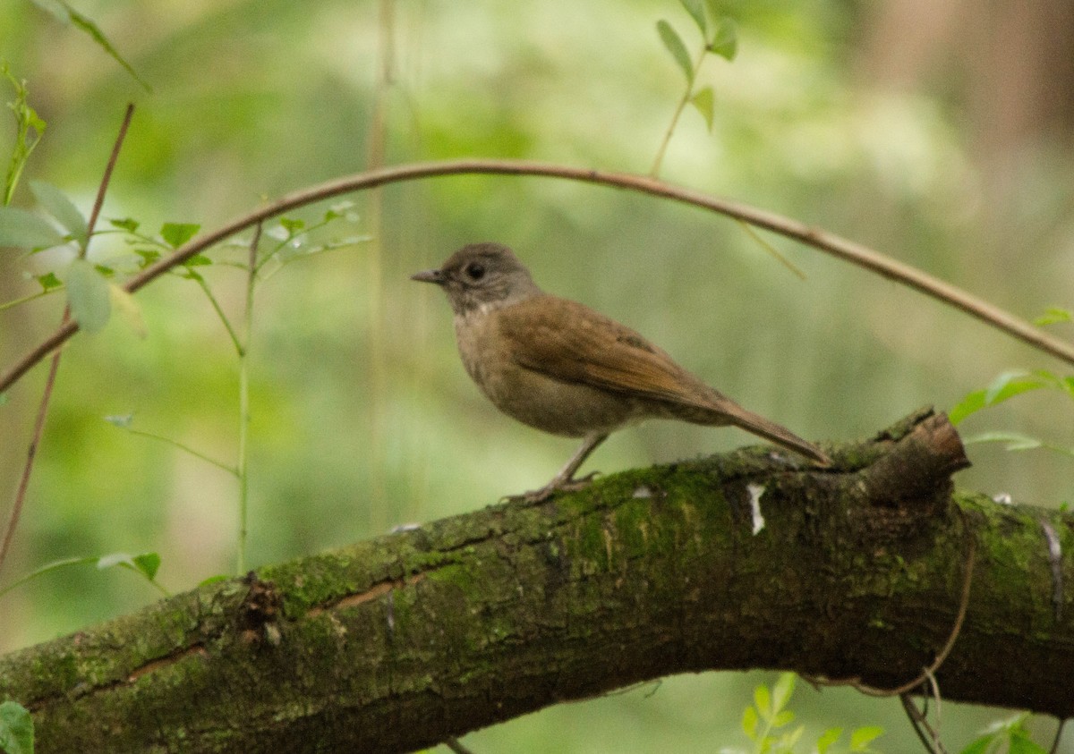 Pale-breasted Thrush - ML87404581