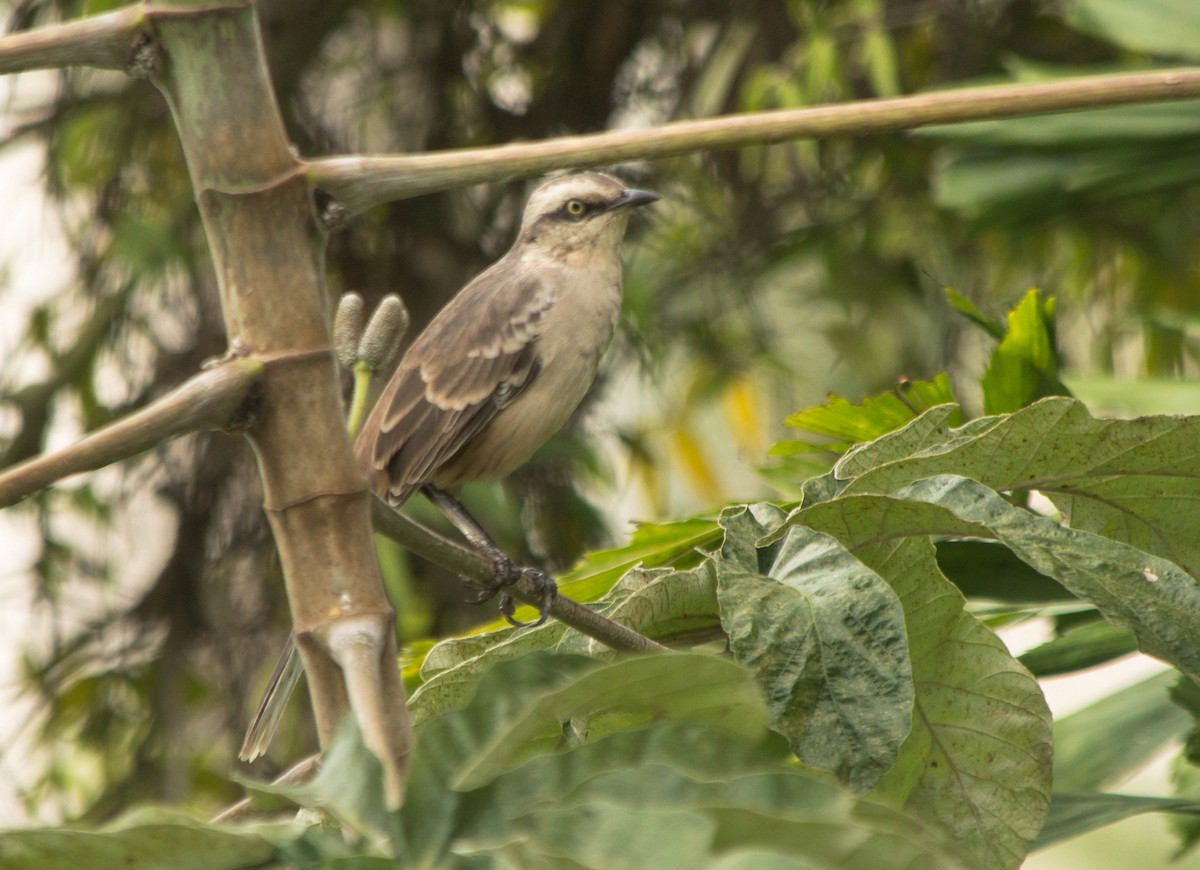 Chalk-browed Mockingbird - ML87404661