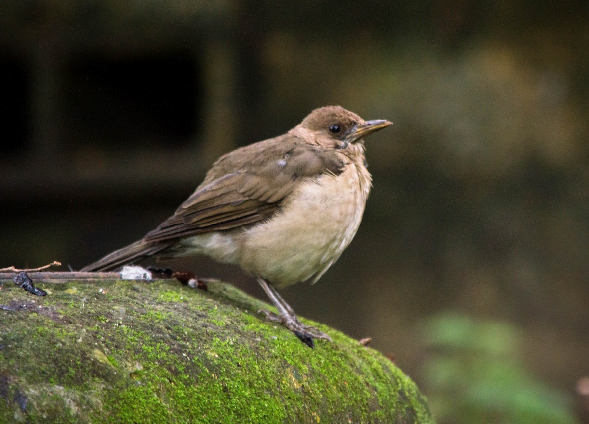 Creamy-bellied Thrush - ML87404771