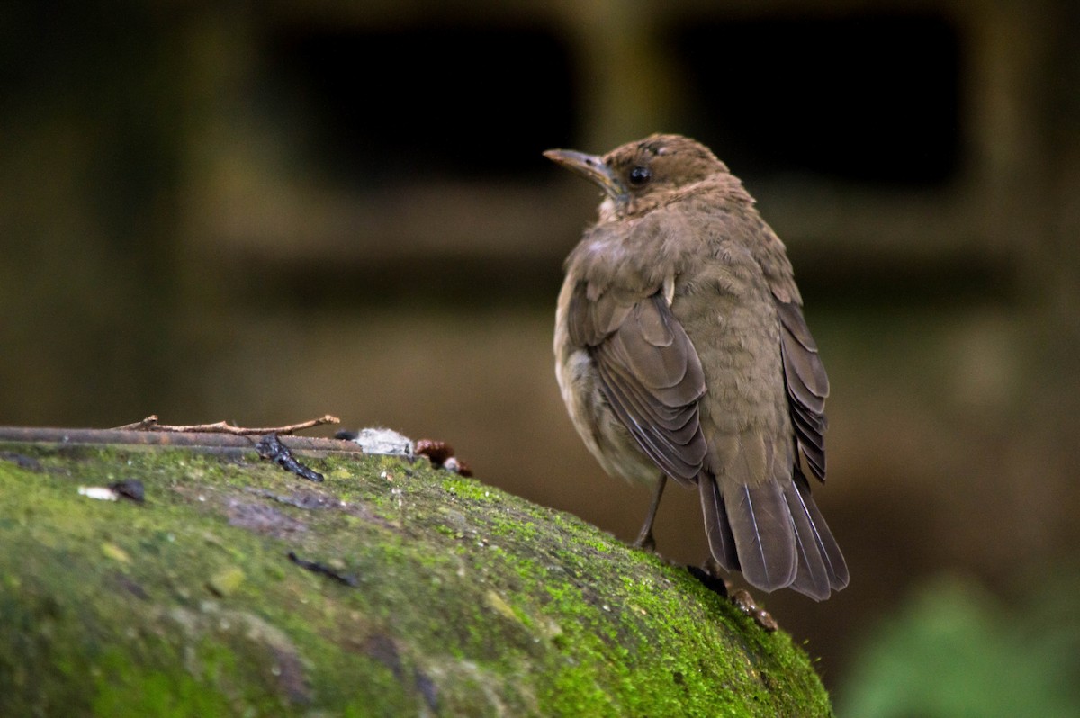 Creamy-bellied Thrush - ML87404781