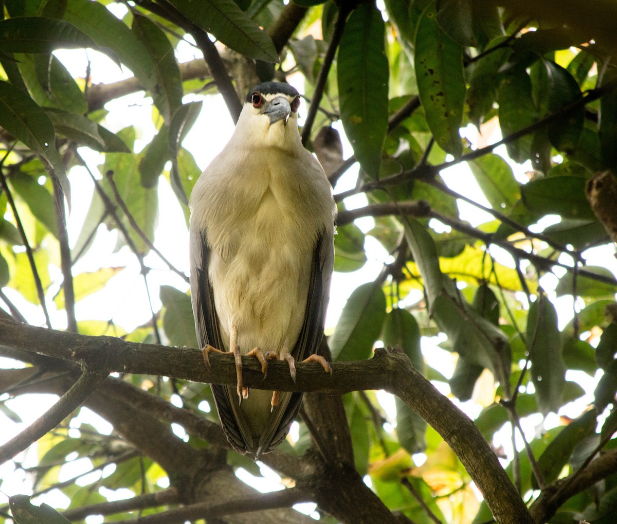 Black-crowned Night Heron - ML87404921