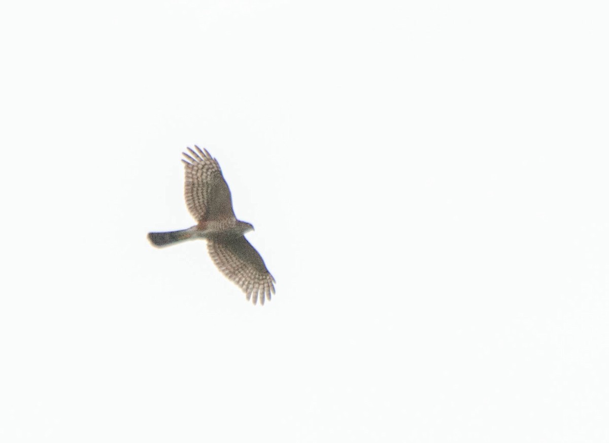 Sharp-shinned Hawk - ML87404961