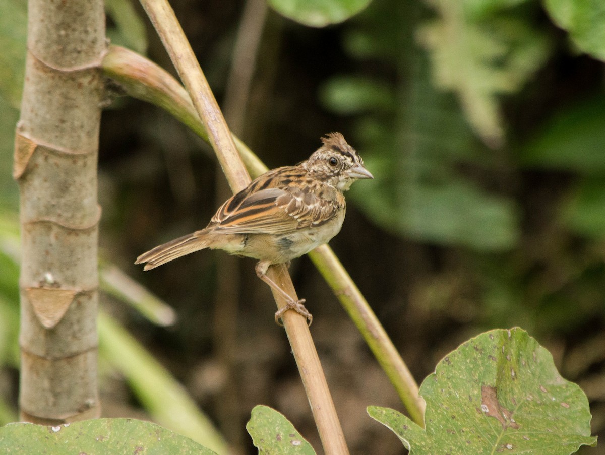 Rufous-collared Sparrow - ML87404981