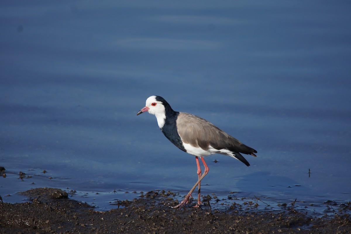 Vanneau à ailes blanches - ML87405731