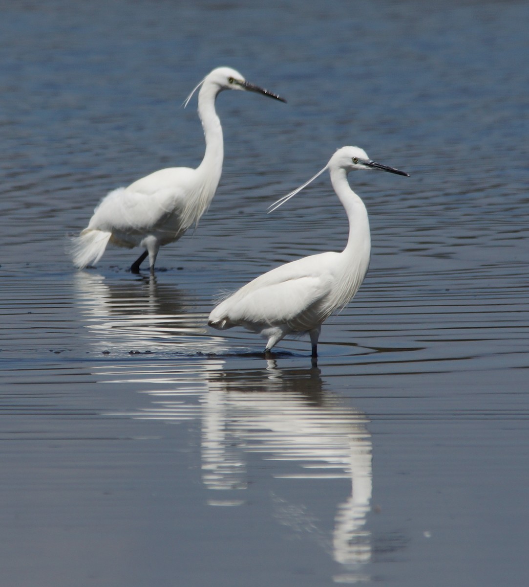 Little Egret - ML87406071