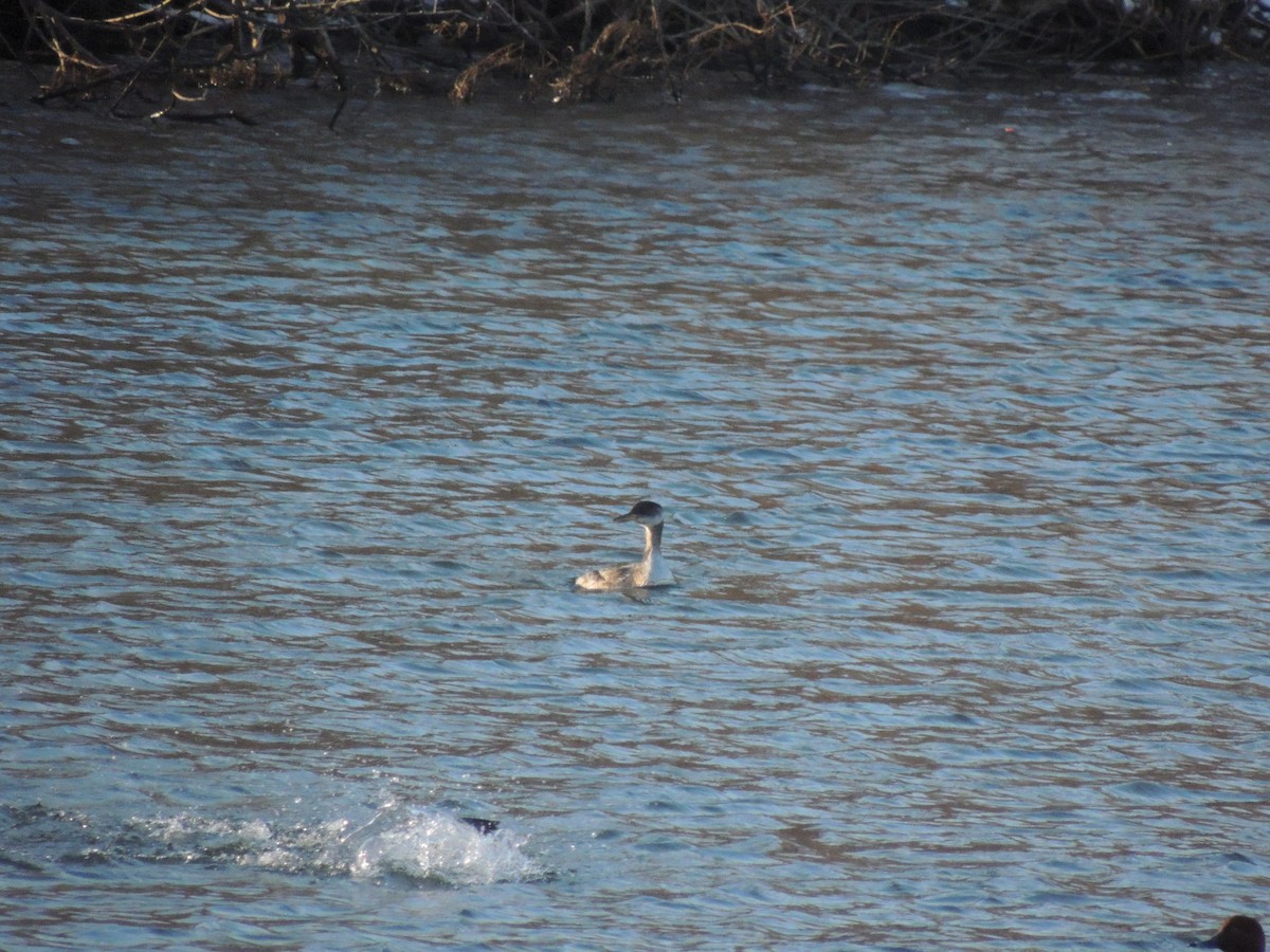 Red-necked Grebe - ML87407591