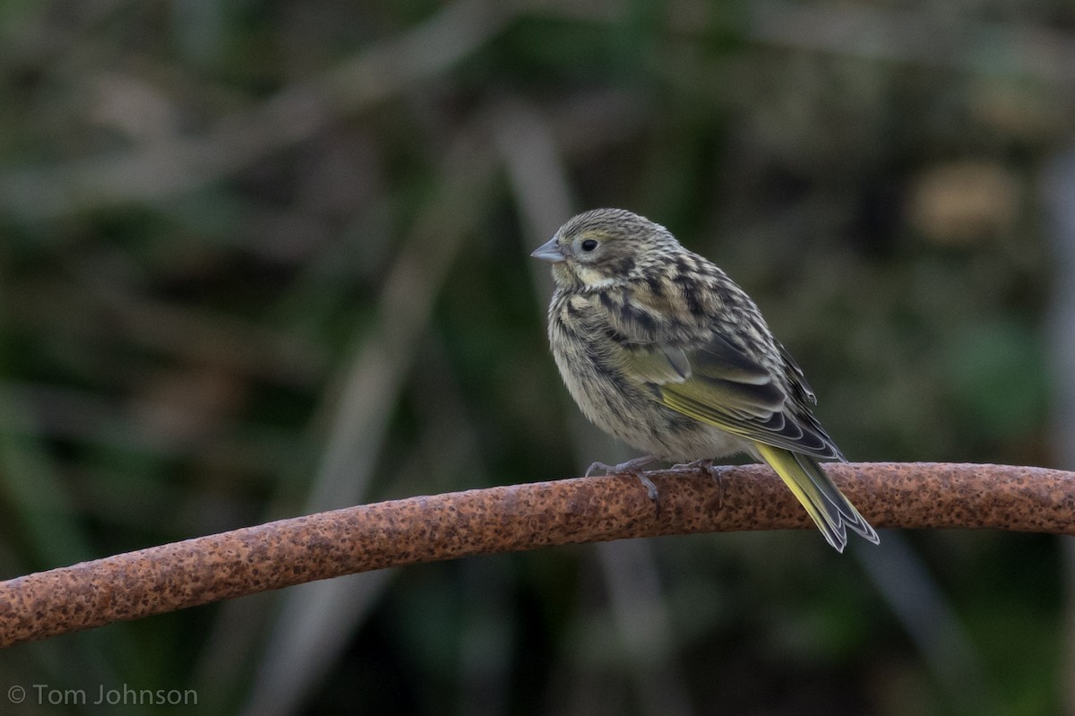 White-bridled Finch - ML87407801