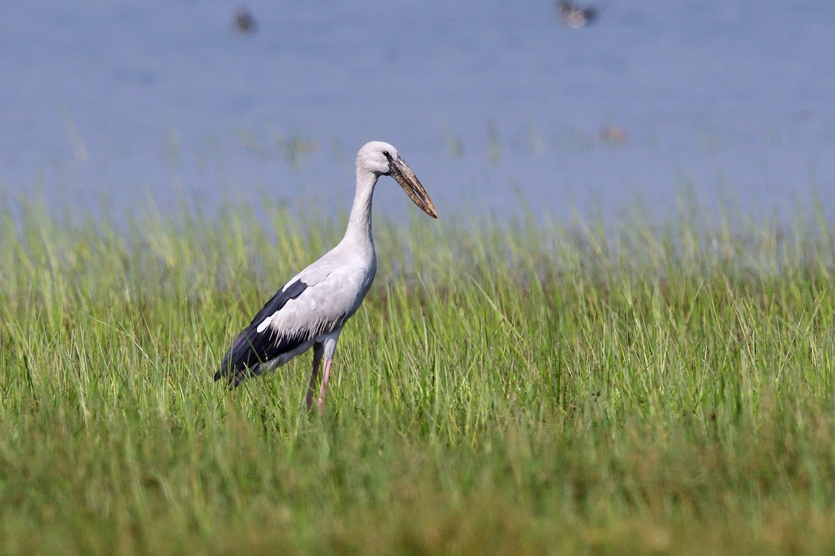 Asian Openbill - ML87407821