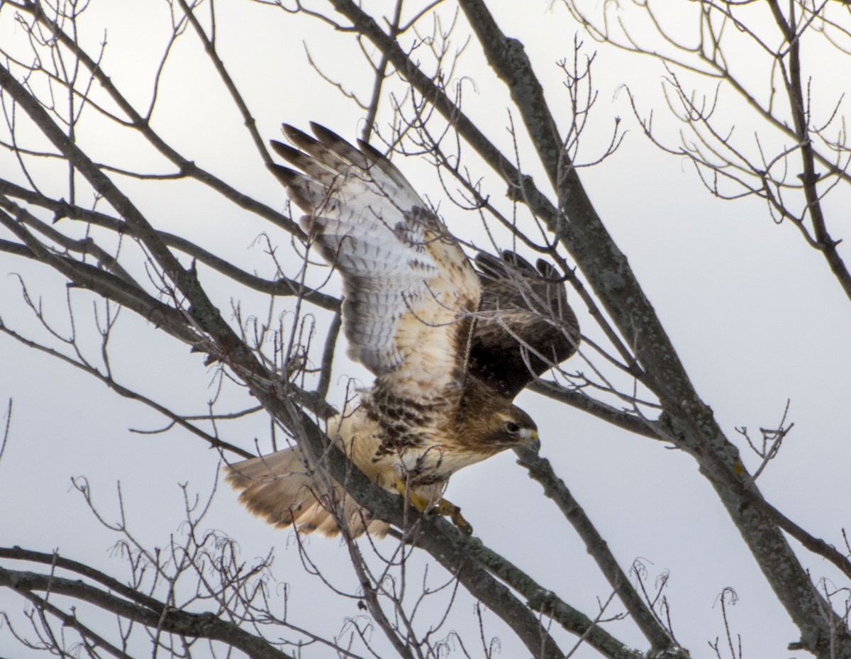 Red-tailed Hawk (abieticola) - ML87407921