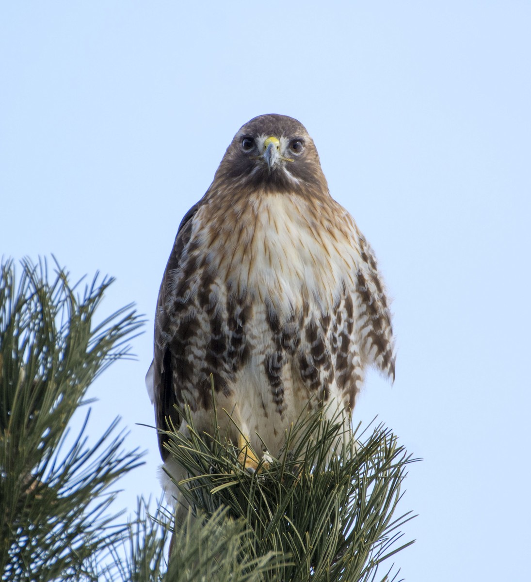 Red-tailed Hawk (abieticola) - Barbara White