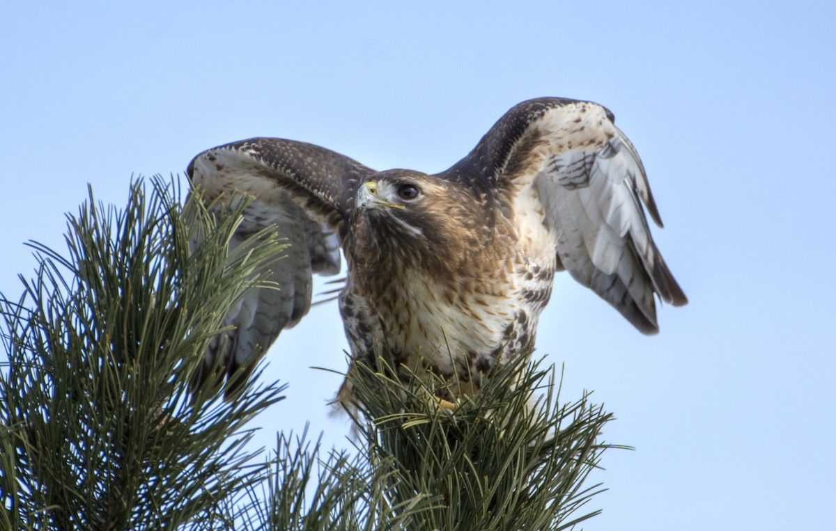 káně rudochvostá (ssp. abieticola) - ML87408251