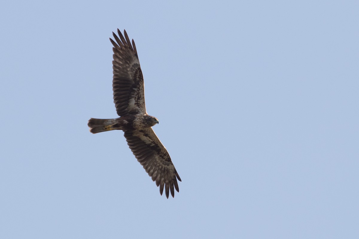 Eastern Marsh Harrier - ML87408591