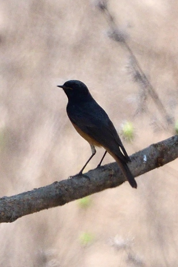 Black Redstart - ML87408621