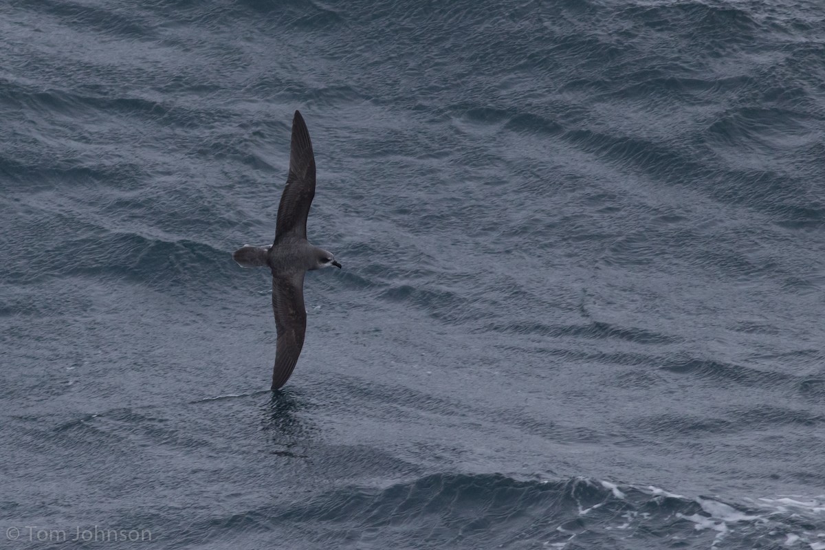 Soft-plumaged Petrel - Tom Johnson