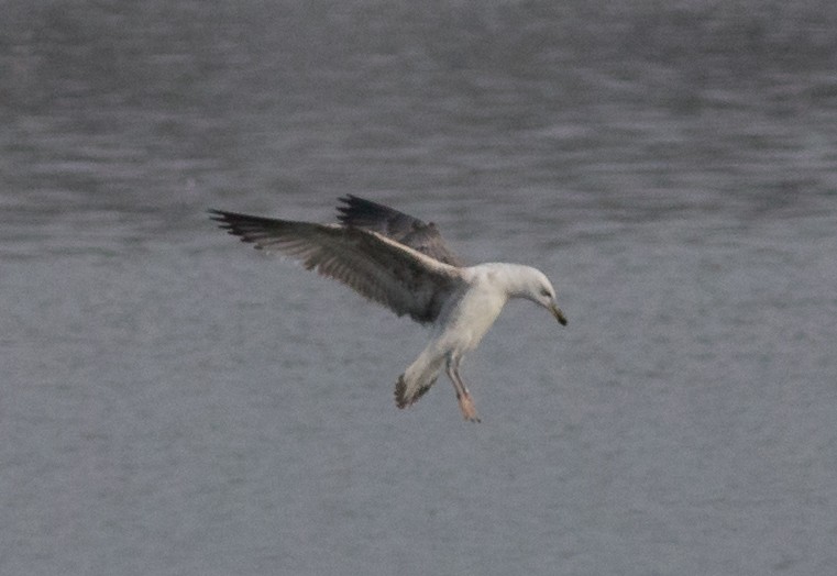 goéland ou mouette sp. - ML87409101