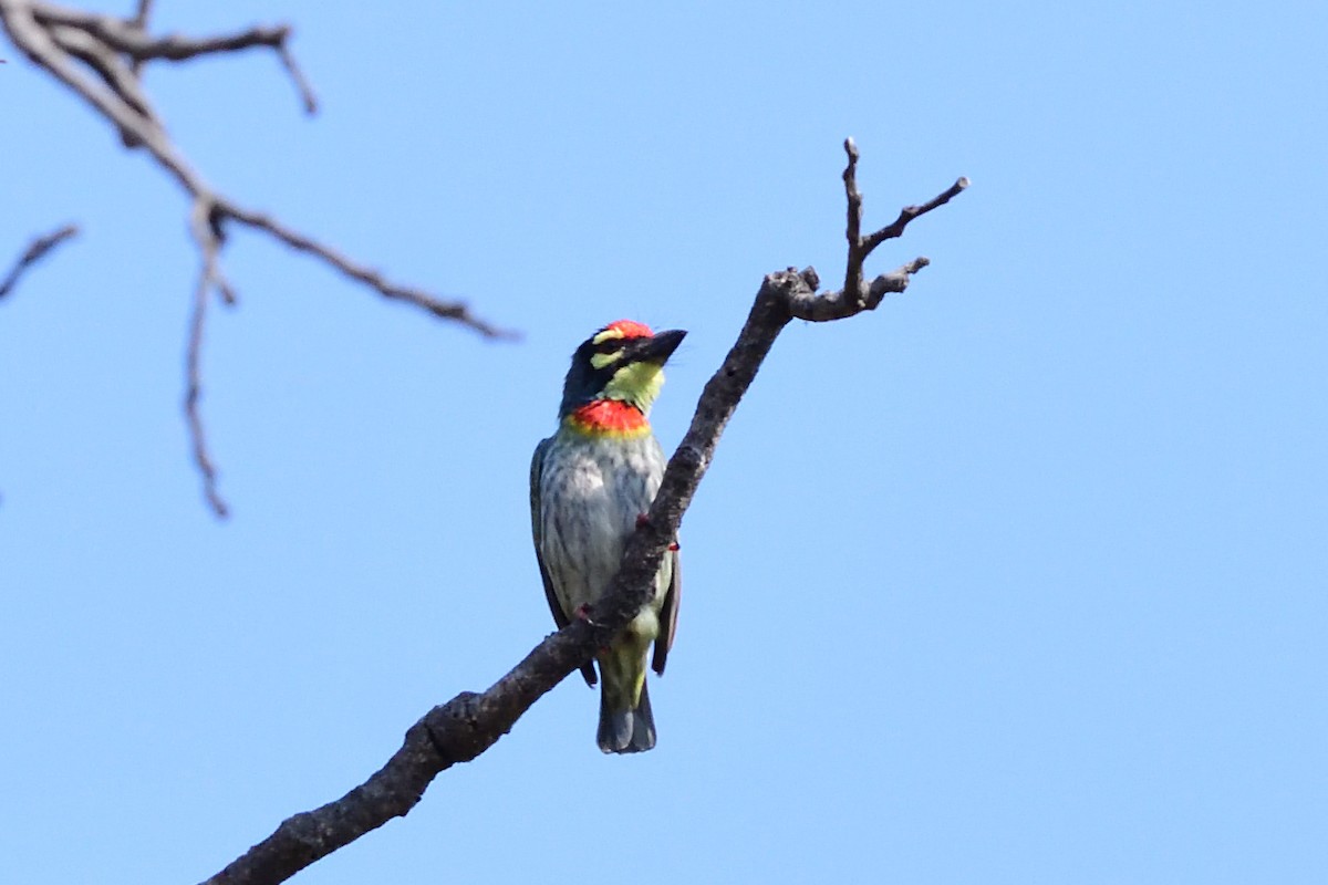 Coppersmith Barbet - ML87409141