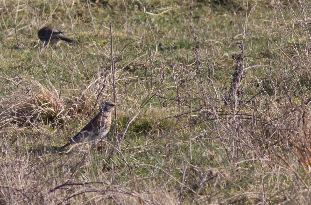 Fieldfare - Oliver Burton