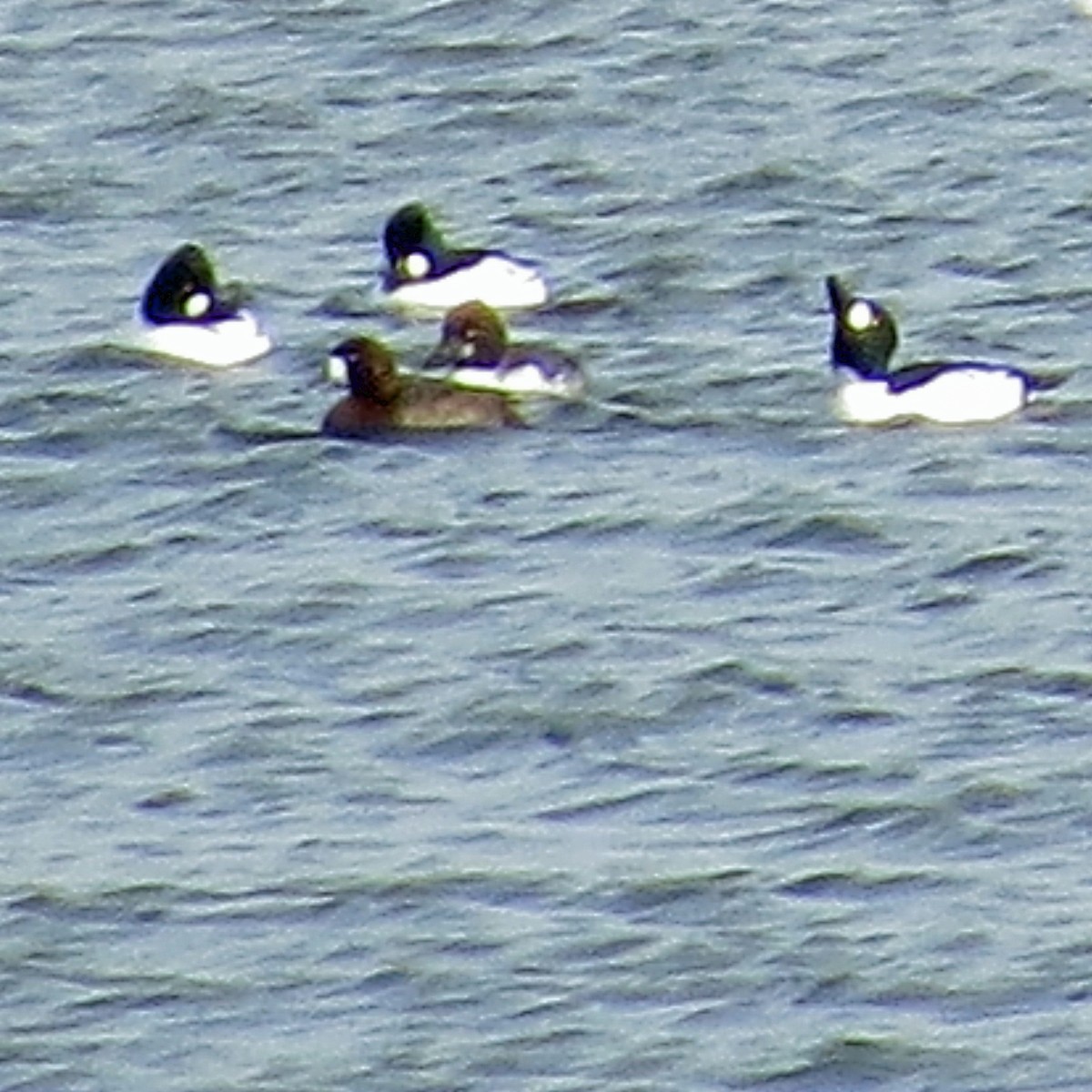 Greater Scaup - ML87409591