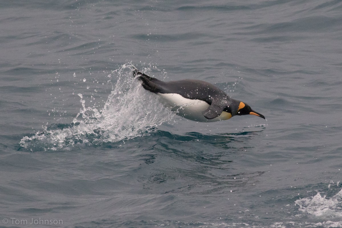 tučňák patagonský - ML87409621