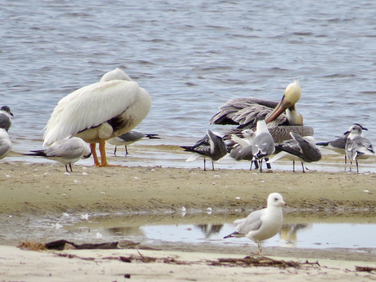 American White Pelican - ML87409701