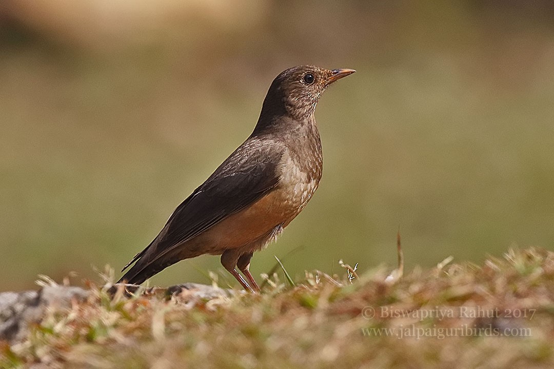 White-backed Thrush - ML87411471