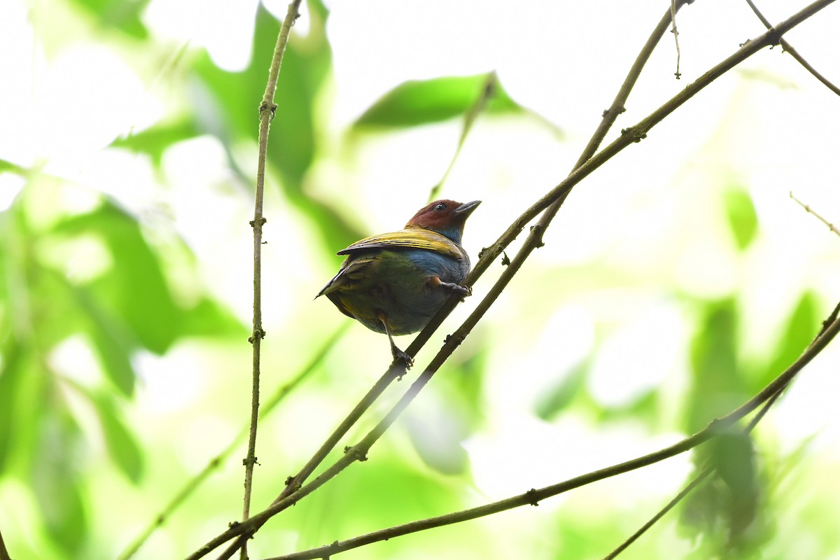 Bay-headed Tanager - Diego Gaona