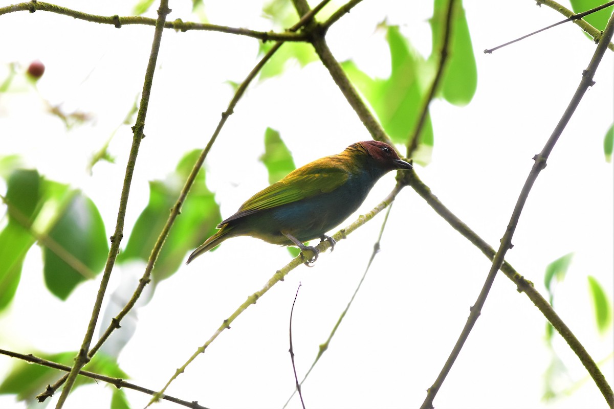 Bay-headed Tanager - Diego Gaona