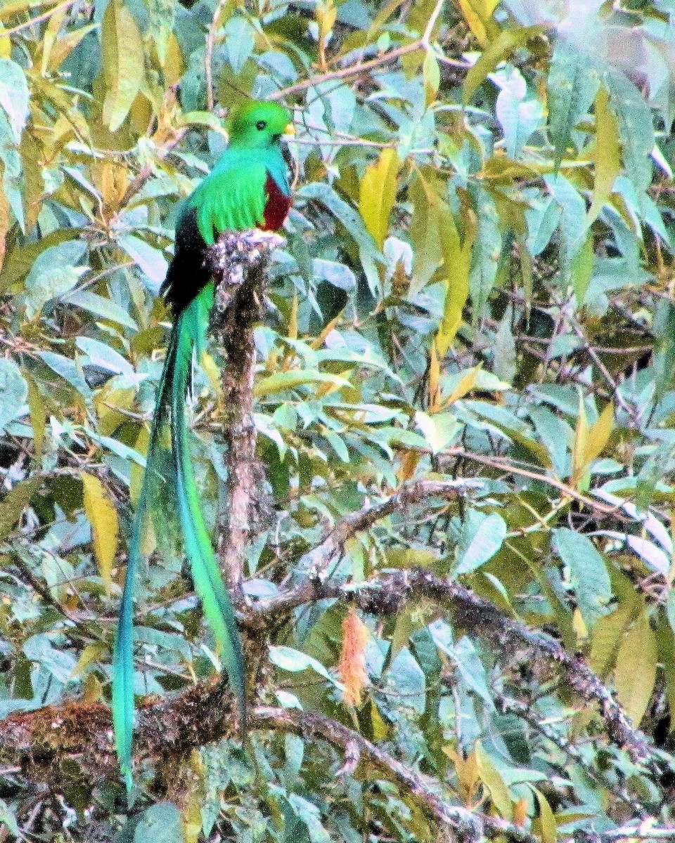 Quetzal Guatemalteco - ML87414981