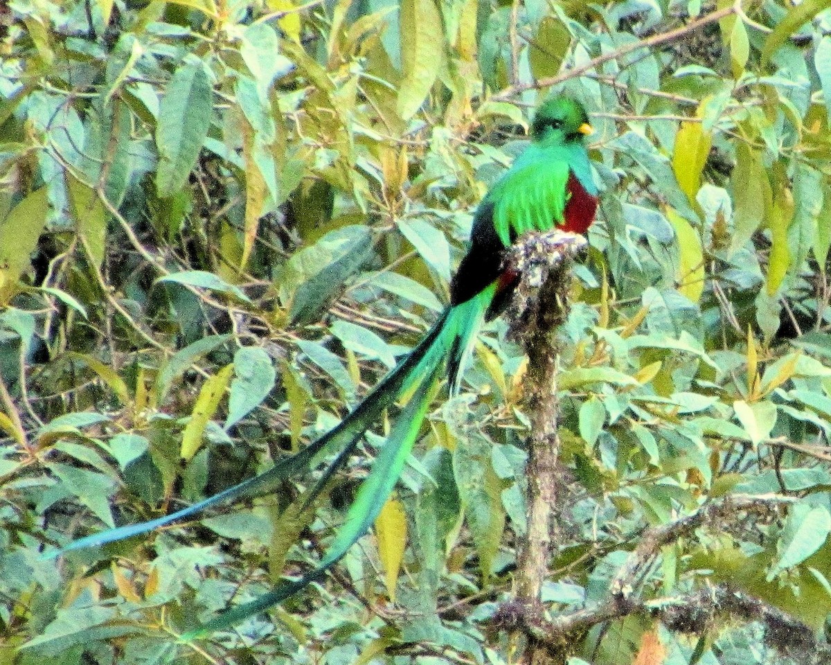 Resplendent Quetzal - ann carter