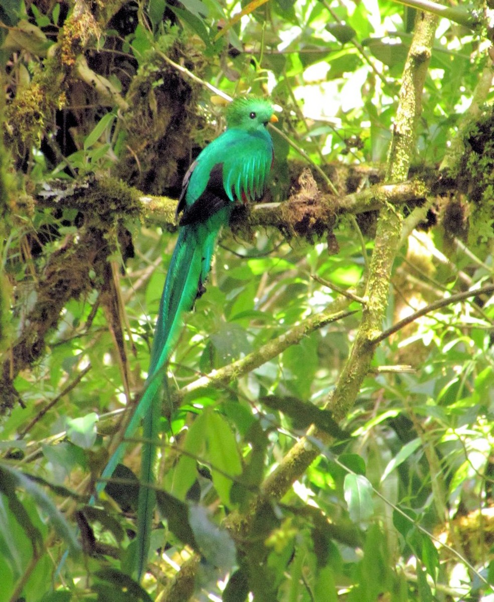 Quetzal Guatemalteco - ML87415061