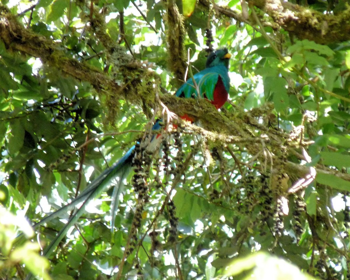 Resplendent Quetzal - ann carter