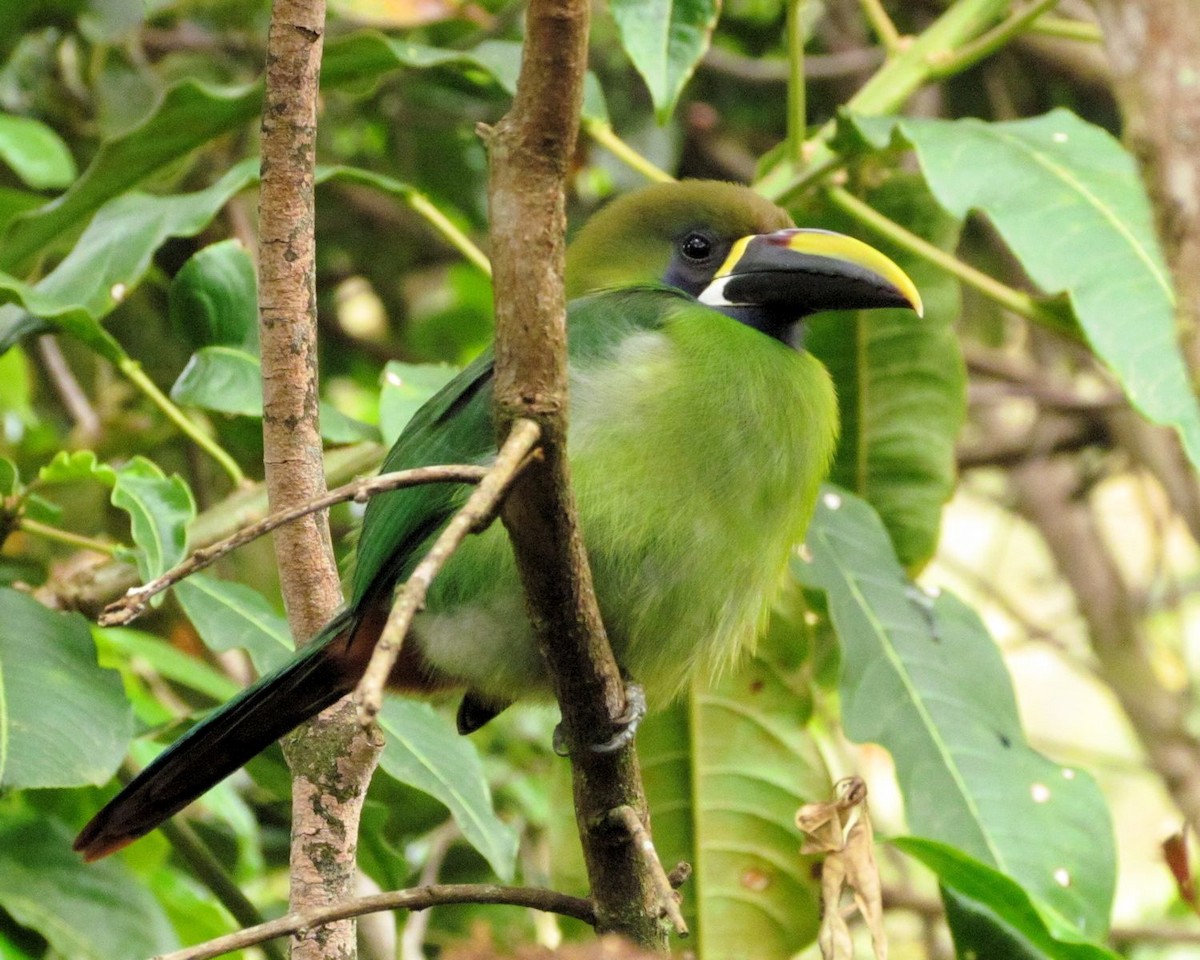 Northern Emerald-Toucanet - ann carter