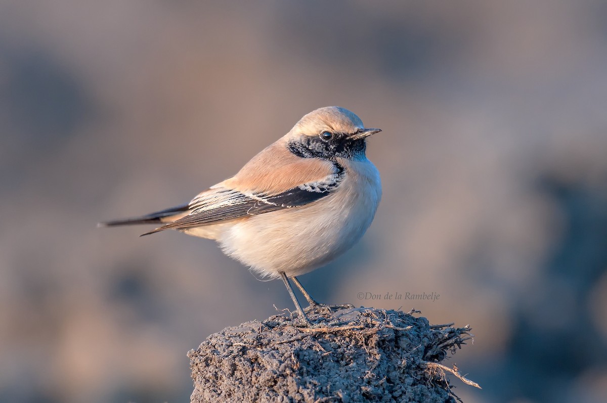 bělořit pouštní - ML87416931