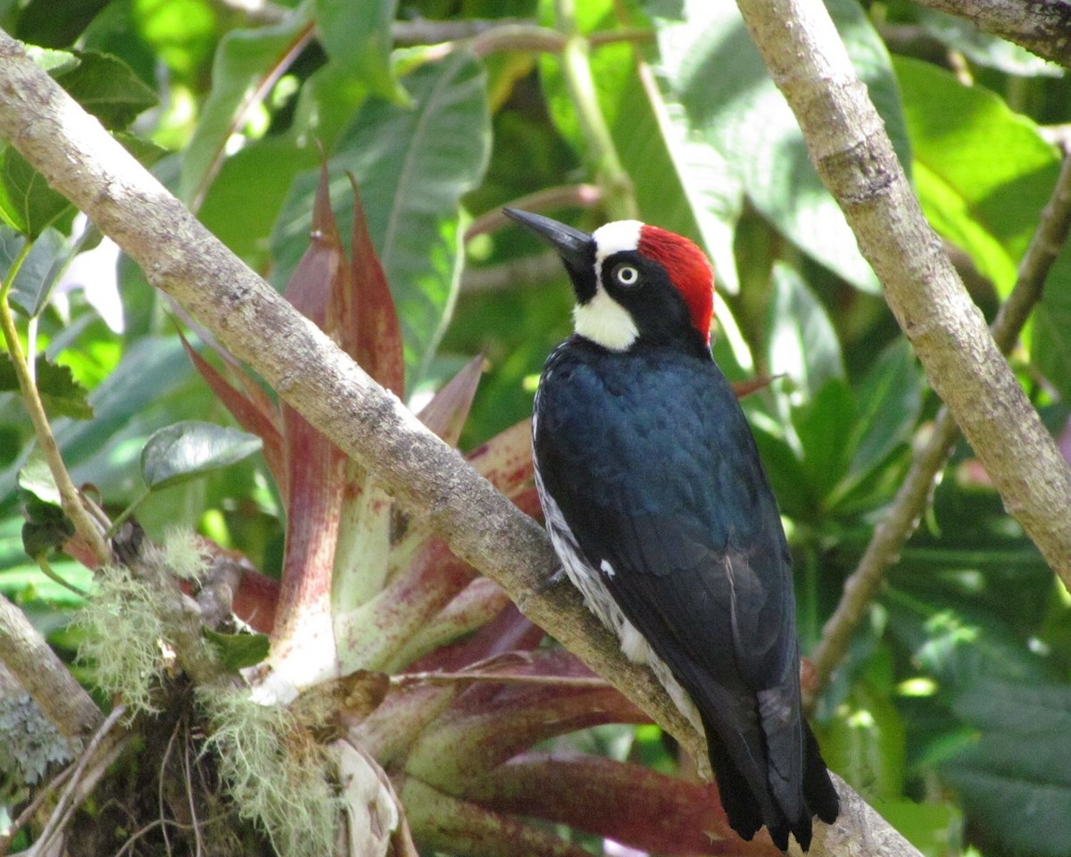 Acorn Woodpecker - ann carter