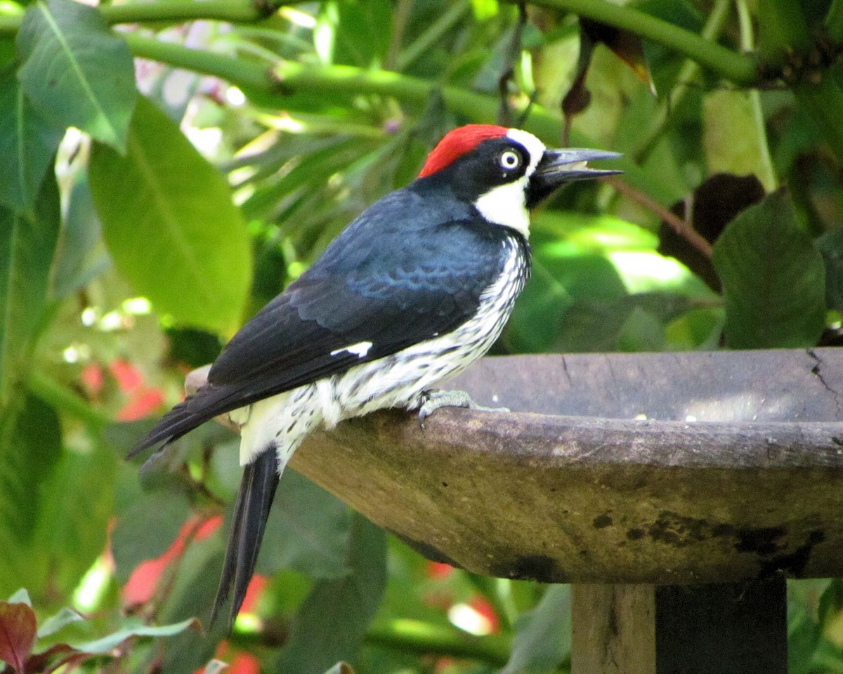 Acorn Woodpecker - ann carter