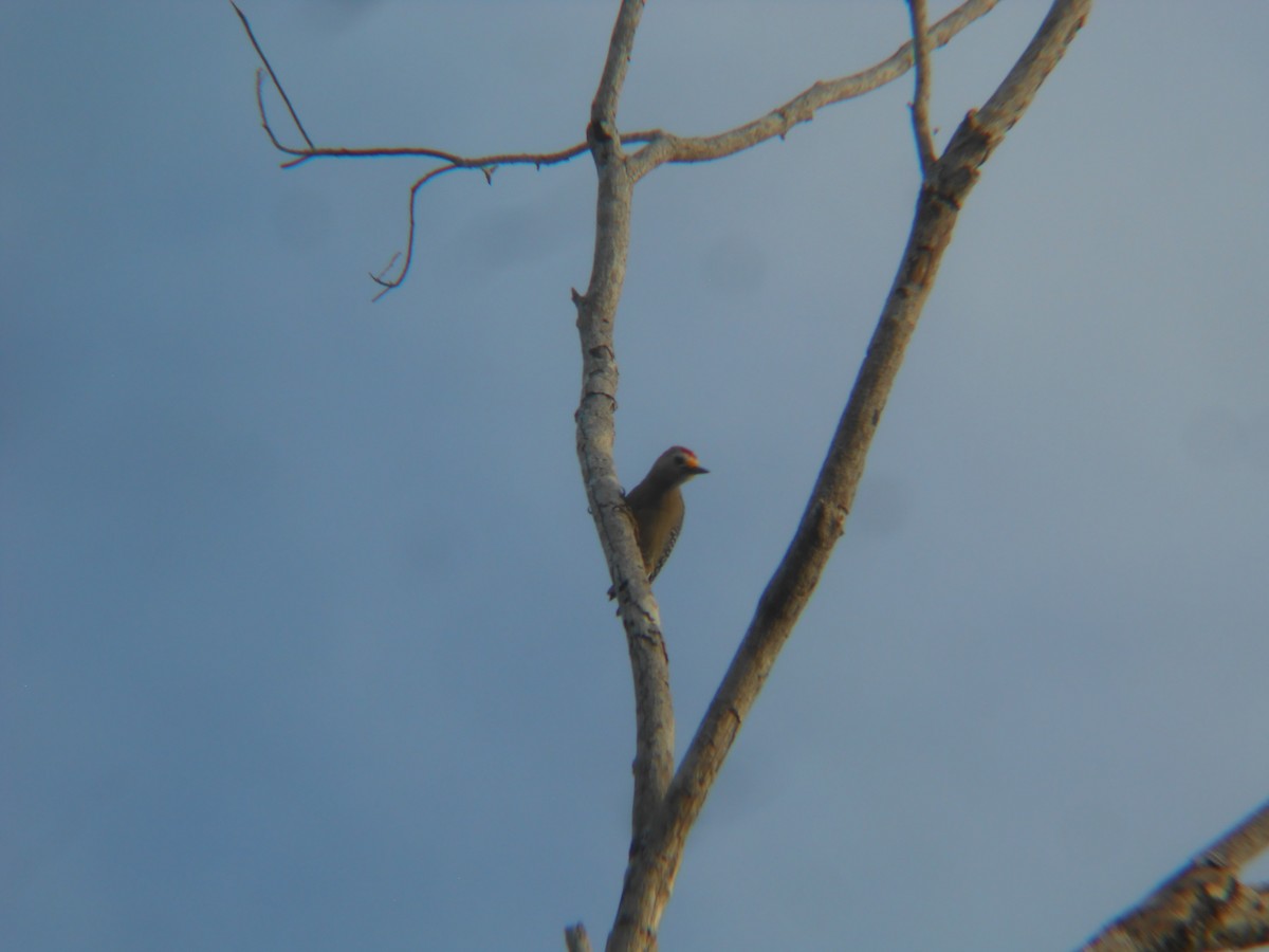 Yucatan Woodpecker - ML87419501