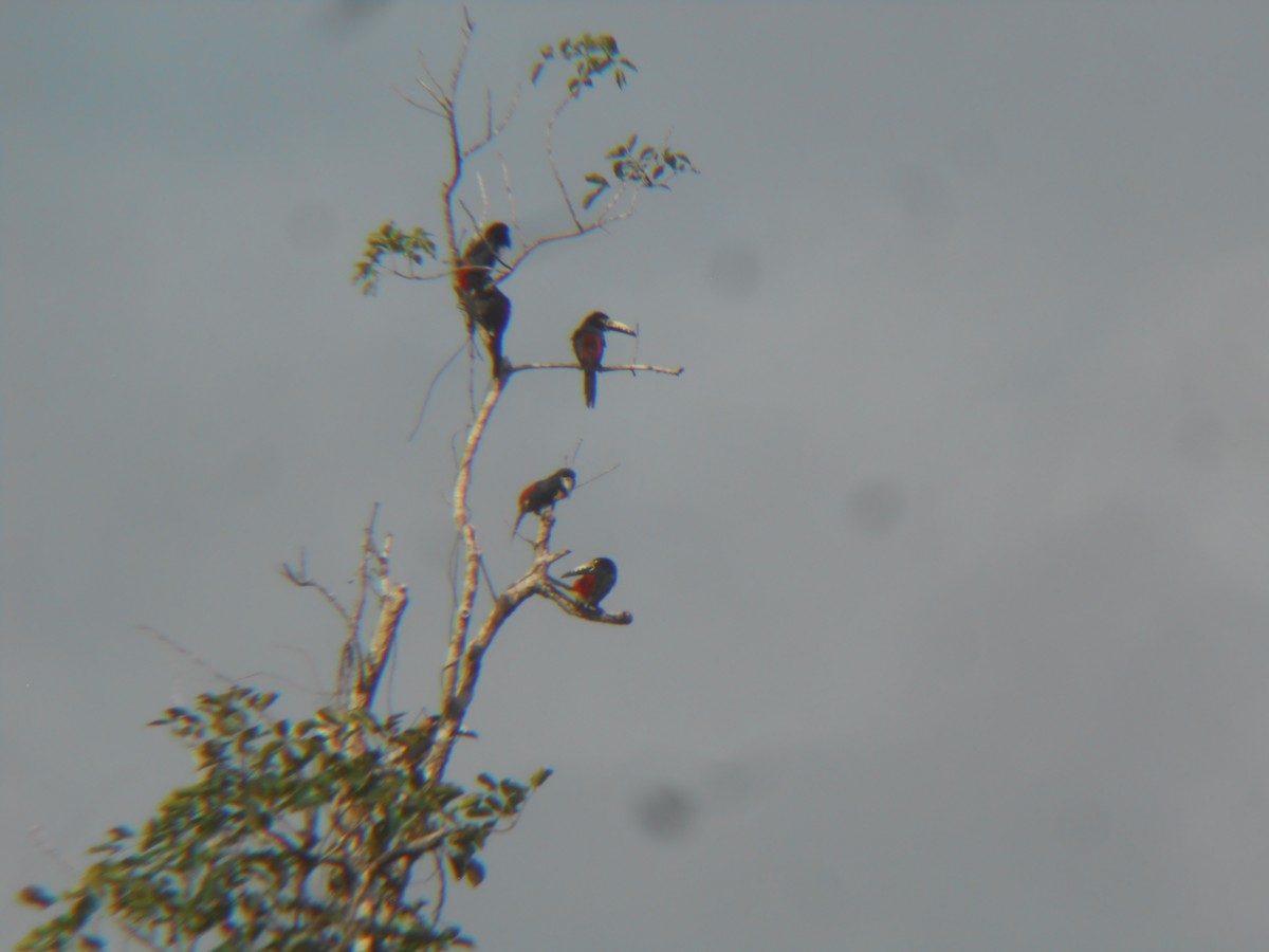 Collared Aracari - ML87419661