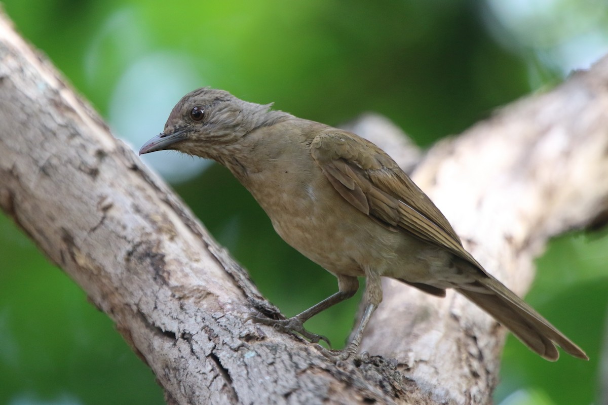 Pale-breasted Thrush - ML87420171