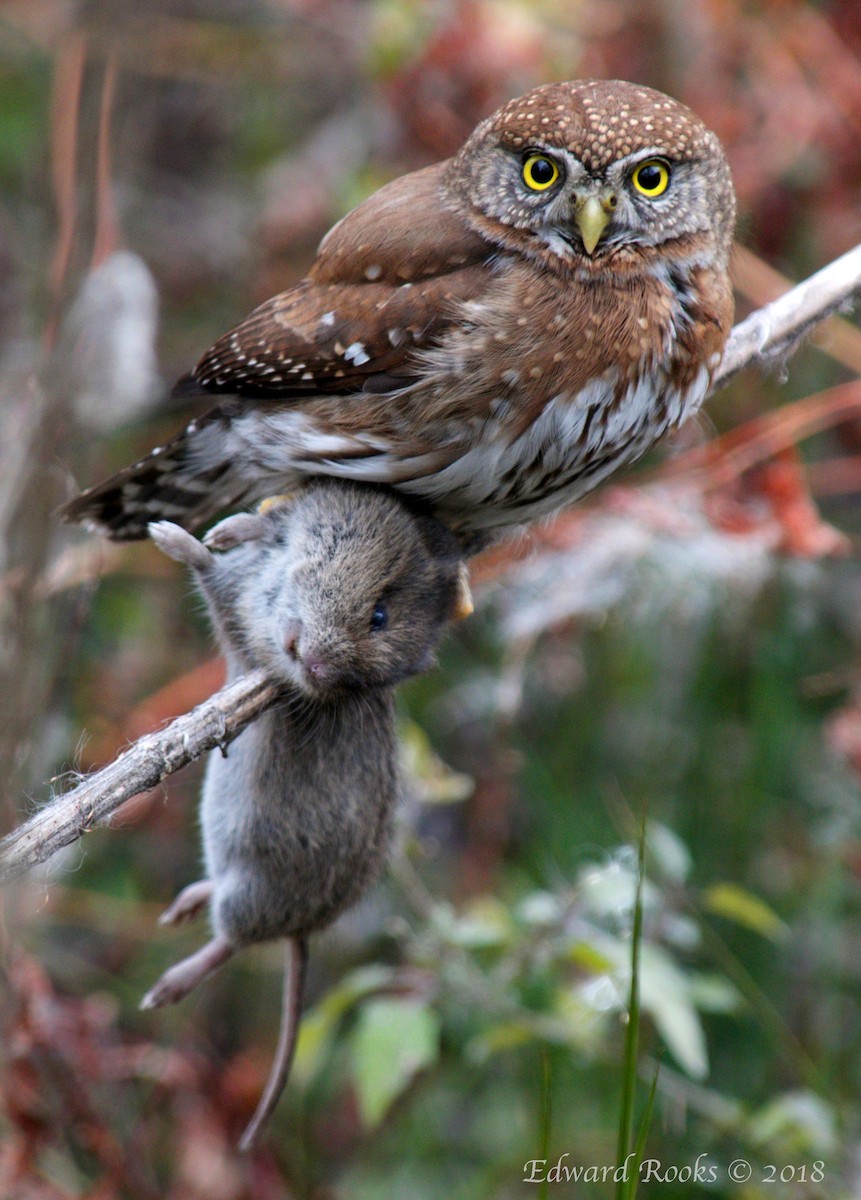 Northern Pygmy-Owl - ML87420331